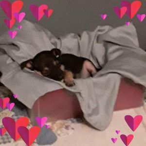 Meet your Posher, Dawson